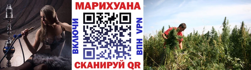 где найти наркотики  Боготол  Каннабис индика 